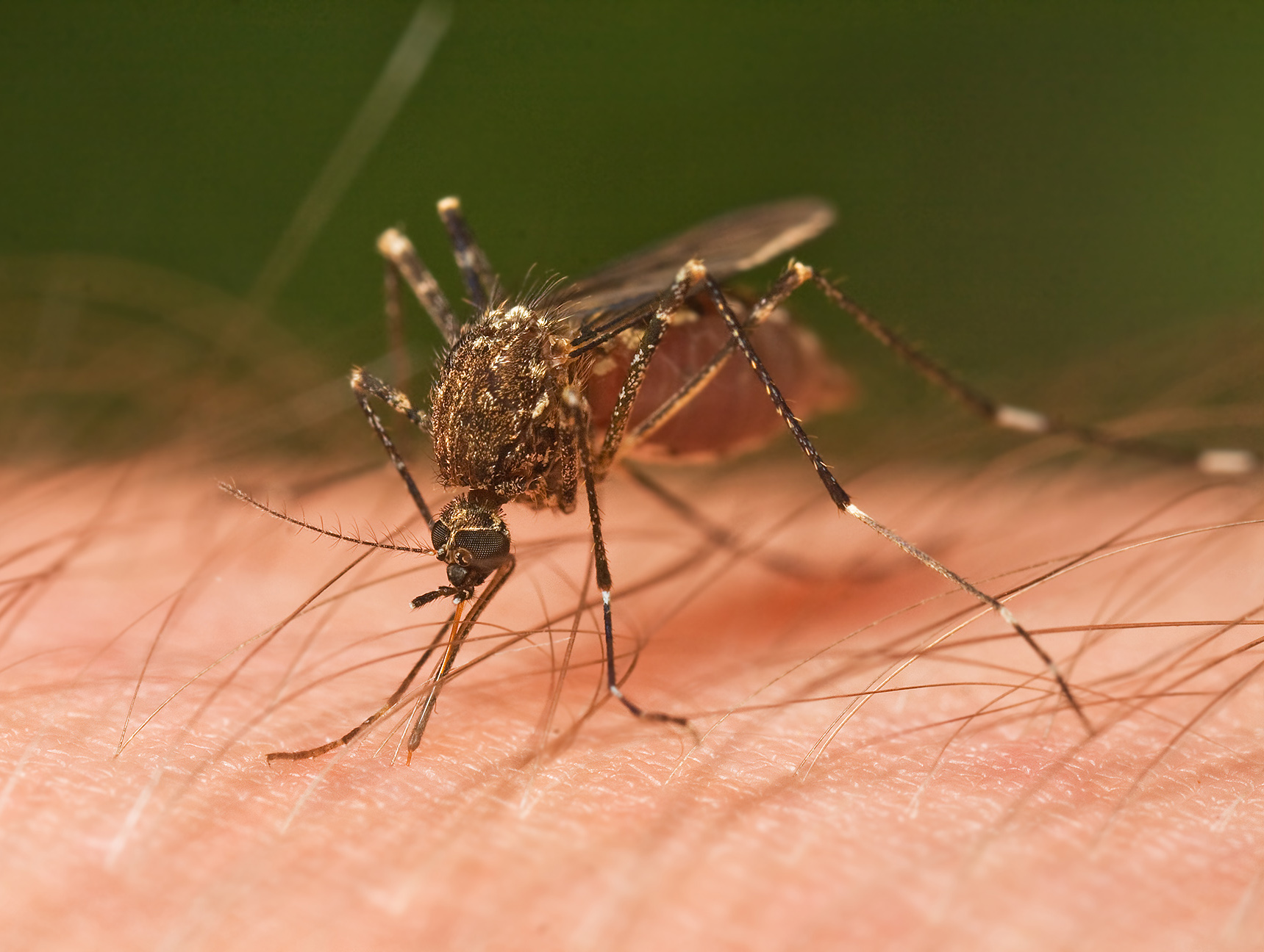 Mosquito Borne Disease Prevention